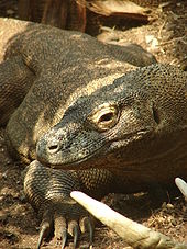 Raja The Komodo Dragon